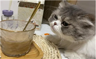 猫可以喝奶茶吗?关于真相都在这了