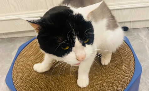 猫抓板自制剑麻绳一般多粗 猫抓板自制剑麻绳一般多粗