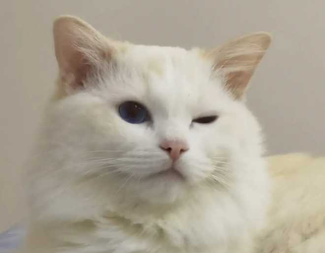 猫大小眼是怎么回事？是这个原因