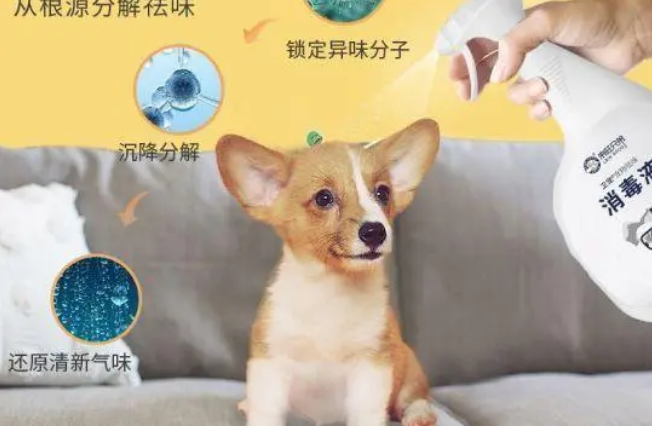 宠物用品消毒用什么