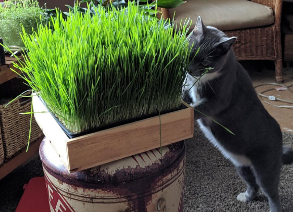 猫草长到什么程度可以吃