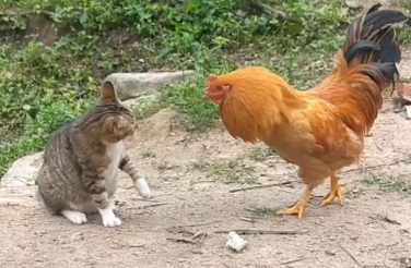 一文告诉你,猫为什么打不过鸡? 一文告诉你,猫为什么打不过鸡?