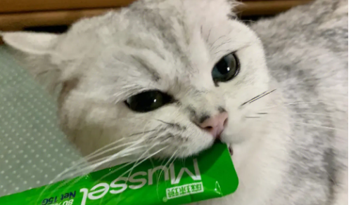 猫咪能吃猫条吗