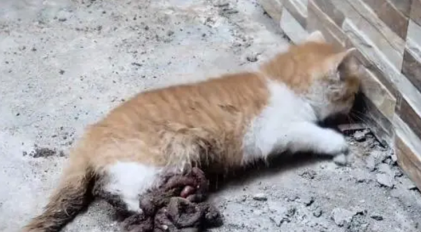 小猫腹部撕,虽熬过了手术,却还没能扛过来 小猫腹部撕,虽熬过了手术,却还没能扛过来