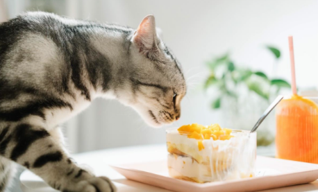 猫为什么喜欢闻东西?可以来看看! 猫为什么喜欢闻东西?可以来看看!