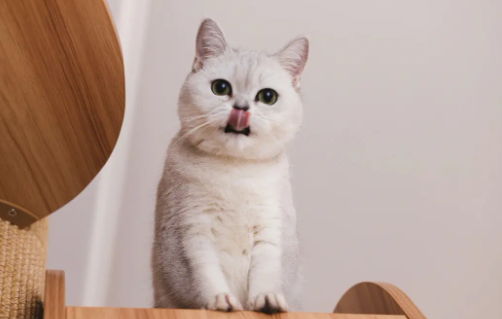 英国短毛猫什么颜色好？不懂的朋友来看看～
