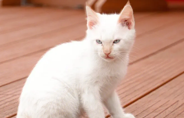 四个颜色的猫不能养