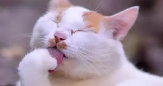 猫为什么吃完就舔自己？原来是这样！