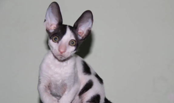 带你了解，柯尼斯卷毛猫肝炎有什么症状呢？