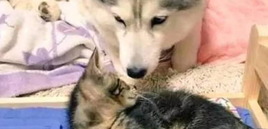 二哈与小橘猫原本相处和谐，却因主人的一个偏心举动，秒翻脸 