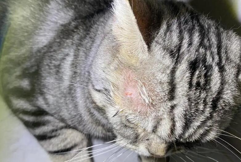 猫咪长猫藓了怎么办？本文可以帮你