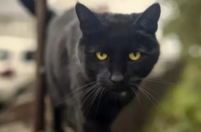 如何看小黑猫是不是孟买猫？感兴趣的来看看吧