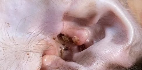 猫咪耳螨是怎样的 猫咪耳螨是怎样的