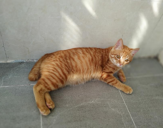 橘猫寿命是多久?一般这么久 橘猫寿命是多久?一般这么久