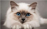 养什么颜色的猫会倒霉？没有这种说法