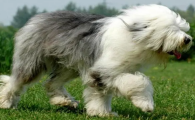 古代牧羊犬能长多大