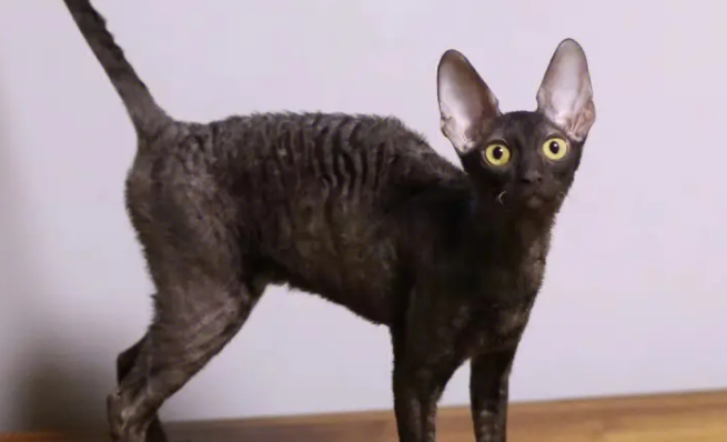柯尼斯卷毛猫尿血怎么办?具体怎么做呢? 柯尼斯卷毛猫尿血怎么办?具体怎么做呢?