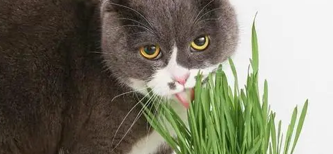 猫草可以吃吗 猫草可以吃吗