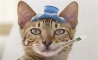 猫咪感冒时用什么药