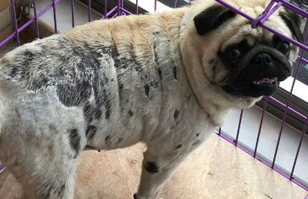 巴哥犬皮肤病用什么药？速速来get
