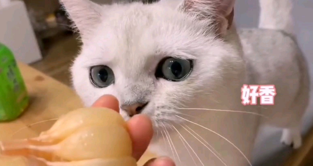 猫咪七七叫奶奶是真的吗