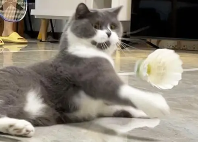 猫为什么喜欢羽毛球?来这里看看吧 猫为什么喜欢羽毛球?来这里看看吧
