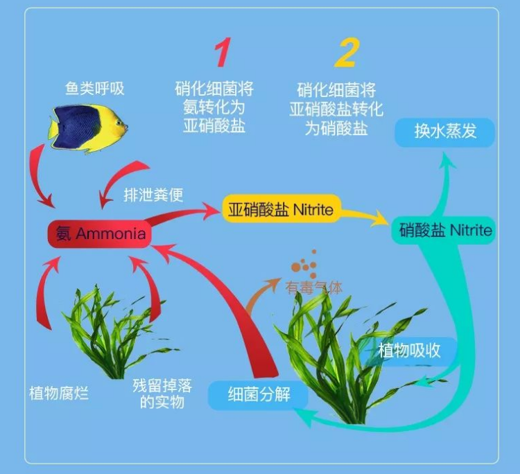 硝化细菌的硝化作用 硝化细菌的硝化作用
