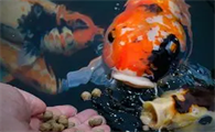 没有鱼粮可以给鱼吃什么