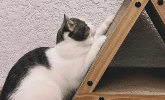 猫为什么需要用猫抓板?猫抓板的作用是什么? 猫为什么需要用猫抓板?猫抓板的作用是什么?