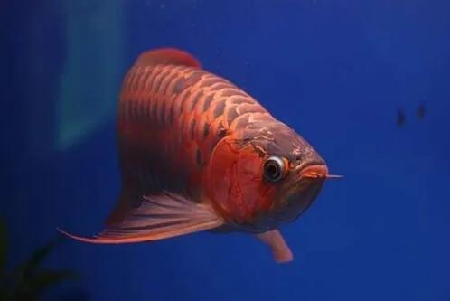 龙鱼缸水浑浊怎么办