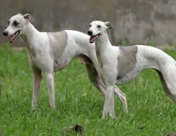 养宠小知识：惠比特犬什么食物不能吃？