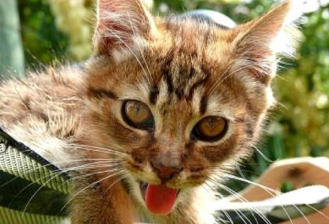 猫中暑了没力气怎么办？赶紧学起来！