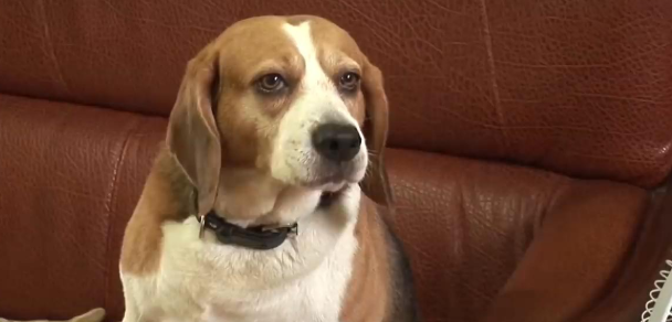 比格犬碰了小猫崽，被猫妈妈一天打八次