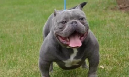 纯种恶霸犬多少钱一只