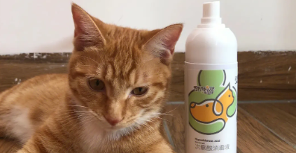 给猫笼子消毒用什么消毒液