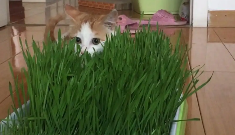 猫草容易种吗