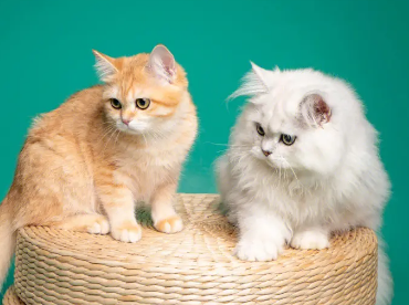 两只母猫可以一起养吗？来了解下吧