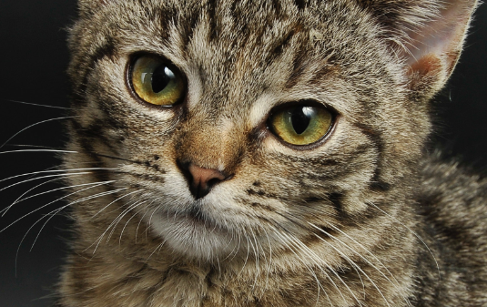 猫咪化毛吃什么？日常帮助猫咪化毛食物推荐