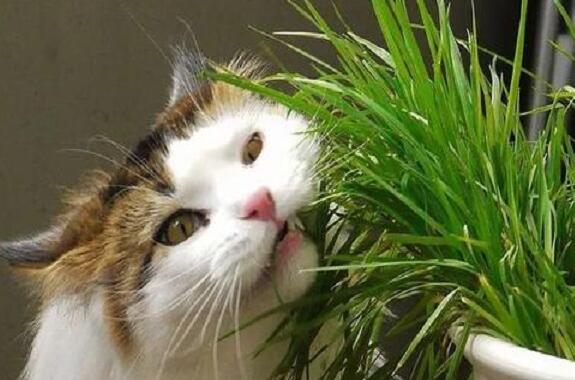 三脚猫草的功效 三脚猫草的功效