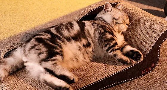 猫抓板怎么装 猫抓板怎么装