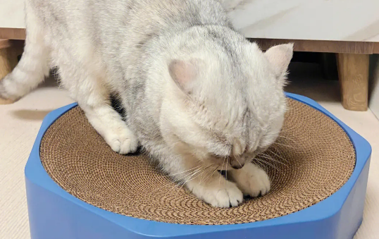 笼养猫咪需要猫抓板么？答案在这里