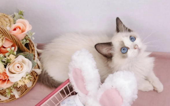 一个月小猫拉屎什么样？看完本文，你就知道了