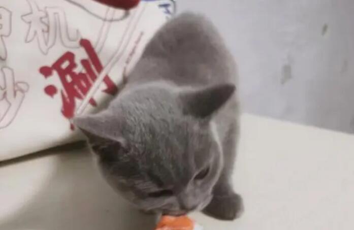 40天小猫可以吃猫条吗