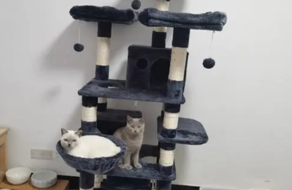 猫爬架长什么样