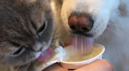 猫和狗可以喝酸奶吗