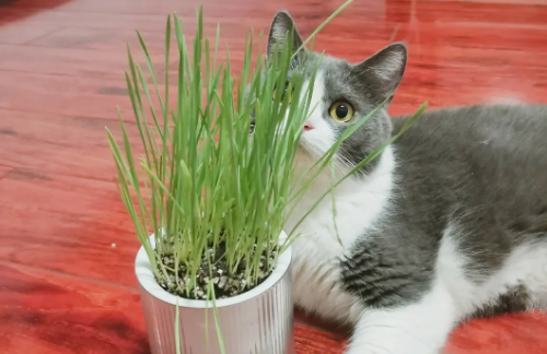什么是猫草? 什么是猫草?