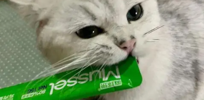 两个月的小猫能吃猫条吗 两个月的小猫能吃猫条吗