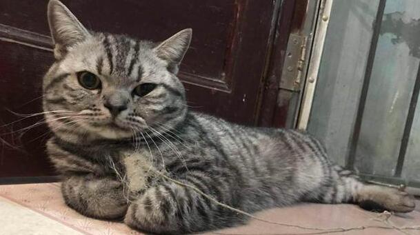 猫为什么会在晚上学婴儿哭？不知道的来瞧瞧