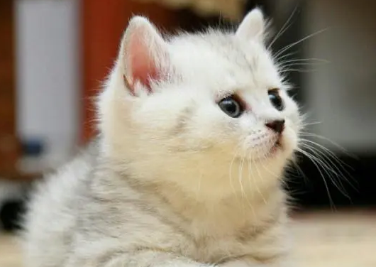 猫为什么喜欢扫桌面的东西？来看看吧