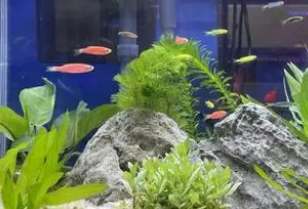 鱼缸水浊怎么解决